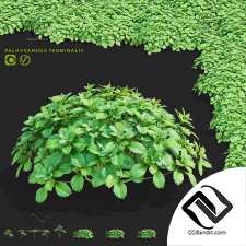 Пахизандра верхушечная