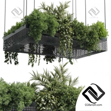 Комнатные растения set