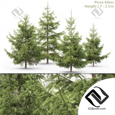 Деревья Trees Spruce 34