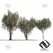 Деревья Olive 03