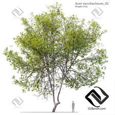 Деревья Acer Saccharinum