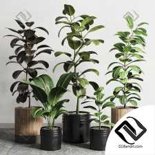 ficus rubbery plant Collection 165_dirty wooden and plastic pots