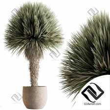 Юкка дерево