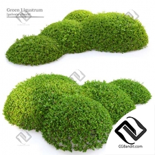 Кусты Green Ligustrum