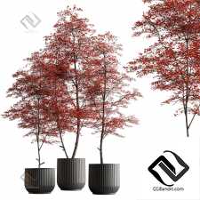 Комнатные растения 10