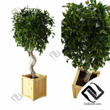 Уличные растения Street plants Ficus Benjamina