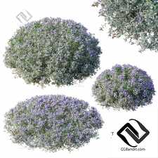 Кусты Teucrium fruticans