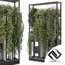 Комнатные растения 647