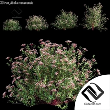 Abelia mosanensis - Abelia grandiflora 01