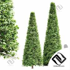 Деревья Carpinus Betulus