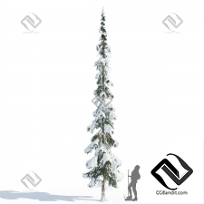 Деревья Ель