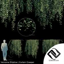 Уличные растения Street plants Vernonia Elliptica 03