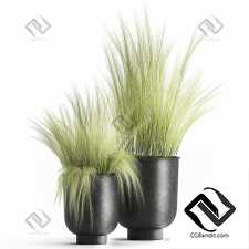 Комнатные растения Feather grass