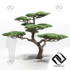 Деревья Trees mountain pine decorative