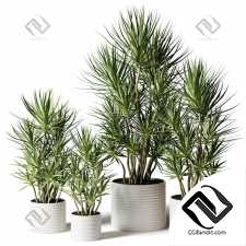 Комнатные растения Dracaena