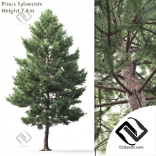 Деревья Trees Scots pine 04