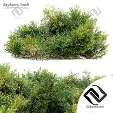 Кусты Bayberry bush