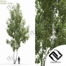 Деревья Trees Birch 7