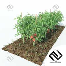 Уличные растения Street plants Tomato