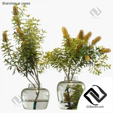 Букеты Banksia