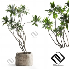 Комнатные растения 97