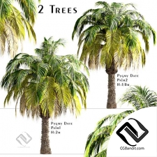 Деревья Pygmy Date Palm