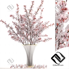 Букеты cherry blossoms