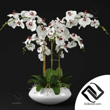 Комнатные растения Orchid 04