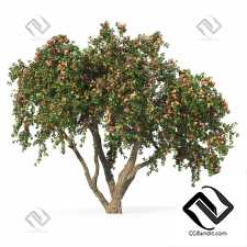 Деревья Яблоня