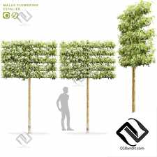 Деревья яблоня цветущая