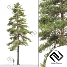 Деревья Trees Scots pine 59