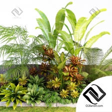 Уличные растения Street plants Palm composition