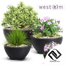Уличные растения Street plants westelm