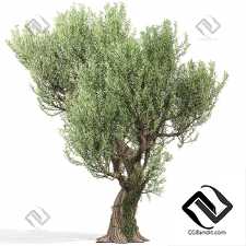 Деревья Olive