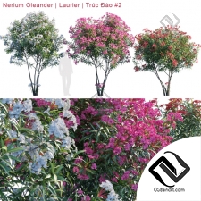 Деревья Trees Nerium Oleander