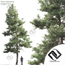 Деревья Trees Scots pine 02