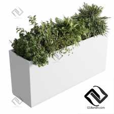 Комнатные растения set 977