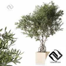 Комнатные растения 6047