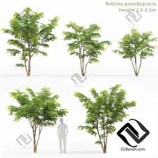 Деревья Trees Robinia Pceudoacacia