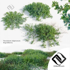 Кусты Vaccinium uliginosum