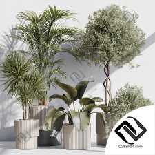 Комнатные растения 108