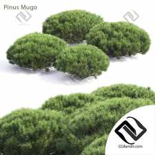 Кусты Bushes Pinus Mugo