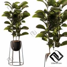 Комнатные растения Ficus