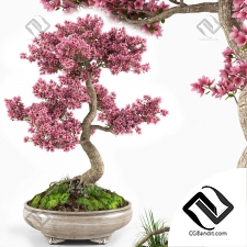 Комнатные растения Sakura