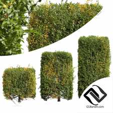 Бирючина обрезанная