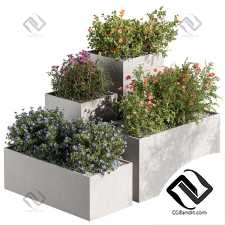 Уличные растения 589