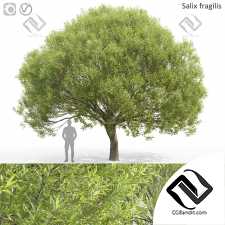 Деревья Willow 11