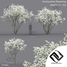 Деревья Trees Amelanchier flowering