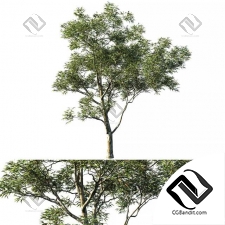 Деревья Eucalyptus saligna