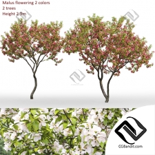 Деревья Trees Malus flowering 8